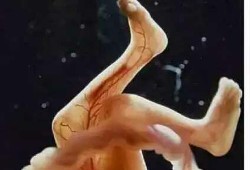 孕期第五个月（孕期第五个月宝宝的在肚子里的状态）