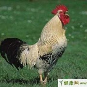 孕期能吃公鸡吗（怀孕早期可以吃公鸡吗）