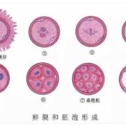 胎儿生长受限是什么原因,试管胎儿畸形是什么原因造成的