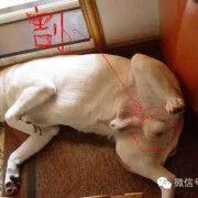 狗胎儿在肚子位置图片（狗狗子宫在什麽位置）