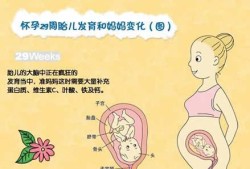二十九周的胎儿有多大,孕期29周是几个月了