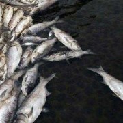 孕期流褐色水（孕期流褐色水样分泌物怎样回事）