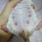 仓鼠受孕期有什么征兆,仓鼠的孕期是多长