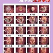 32周的胎儿有多重（32周的胎儿有多重是标准）