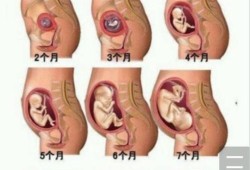 26周宝宝在肚子里什么样的,孕26周胎儿在肚子姿势图片