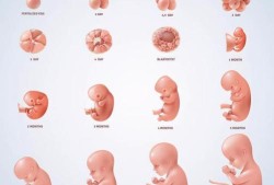 宝宝老是把腰拱起来怎么回事呢,胎儿怎么动在腰部去了孕20周