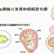 怀孕3个月胎儿有多大,3个月的胎儿发育标准表