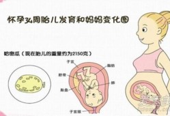 怀孕3个月胎儿有多大,3个月的胎儿发育标准表