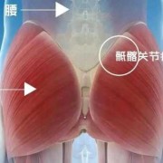 孕期左边屁股连着腿疼（屁股疼腿疼什么原因）