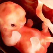 怀孕12周胎儿图片（怀孕12周胎儿图片真实）
