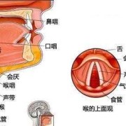 胎儿声带（胎儿声带什么时候发育）