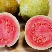 孕期能吃芭乐吗（孕期能吃芭乐吗会流产吗）