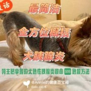狗会孕吐吗,孕期胰腺炎的症状有哪些表现