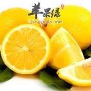 孕初期吃什么水果对胎儿好（孕早期可以吃鸽子吗）