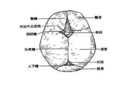 人类头骨为什么有矢状缝,胎儿颅骨缝图片