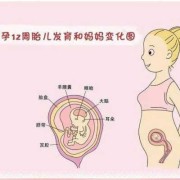 12周胎儿大小标准图（12周胎儿大小标准图片）