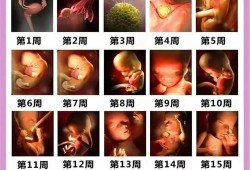 怀孕10周肚子有多大？每个人情况不同肚子大小也不同,第十周胎儿多大