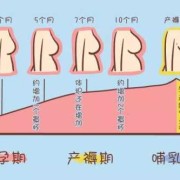 孕期乳房变大（孕期乳房变大生完孩子会缩小么）