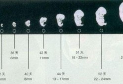 胎儿几周初具人形（胎儿几周初具人形发育）