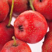 山楂孕期可以吃吗（孕妇能不能吃山楂）