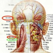 孕期神经痛（孕期神经痛对胎儿有影响吗）