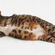 猫的受孕期（猫为什么喜欢粘着孕妇）
