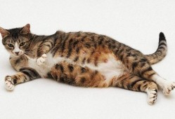 猫的受孕期（猫为什么喜欢粘着孕妇）