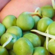 孕妇吃豌豆对胎儿好吗（豌豆发芽了，孕妇可以吃么?求解）
