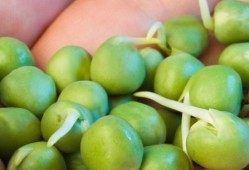 孕妇吃豌豆对胎儿好吗（豌豆发芽了，孕妇可以吃么?求解）
