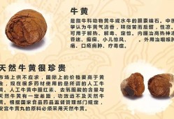 牛黄对胎儿的影响（牛黄对胎儿有影响吗）