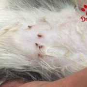 小猫怀孕肚子里有虫子吗,孕妇有蛔虫影响胎儿吗视频