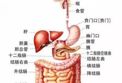 前腹壁下腹准确位置,胎儿前腹壁是什么意思