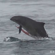海豚的生殖发育的特点,海豚胎畸形儿