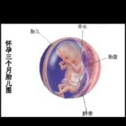 3个月孩子能长几公分,三月胎儿多大视频图