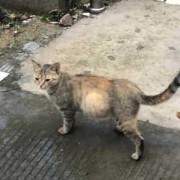 猫咪怀孕不显肚子正常吗,孕期不显肚子的穿搭