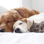 孕期梦见猫和狗（猫狗一般一年生下几次？都在几月份一般）