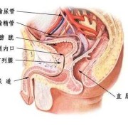孕中期总感觉胎动已到尿道口是为什么,胎儿后尿道瓣膜是什么原因造成的