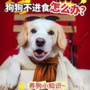 狗狗孕期注意事项（狗狗怀孕30天不吃食怎么办）