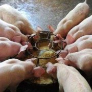 孕期上火便秘（母猪怀孕上火便秘能喂大祘）