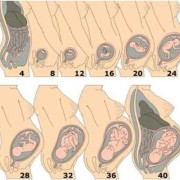 怀孕12周肚子有多大？12周的胎儿有胎动了吗,孕期12周检查什么项目