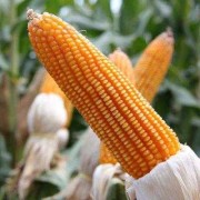 孕期梦见吃玉米（玉米萝卜含义）