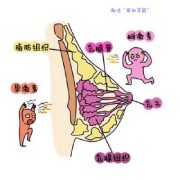 孕期咪咪图（孕妇咪咪）