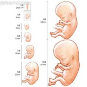 孕三月胎儿图（婴儿三月指的是多少天）