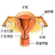 孕期子宫位置（孕期子宫位置变化）
