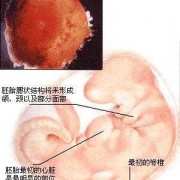 胎儿八周图（8周胚胎正常大小是怎样的）