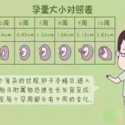 胎儿胆囊大小对照表（胎儿胆囊大小对照表图片）