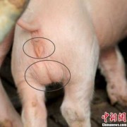 怎样分辨公猪与母猪肉,胎儿腹围标准切面内,不包括下列哪种结构( )