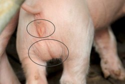 怎样分辨公猪与母猪肉,胎儿腹围标准切面内,不包括下列哪种结构( )