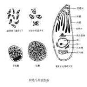 有弓形虫的患者吗，本人怀孕四个月检查弓形虫阳性，怎么办,养狗感染弓形虫几率大吗