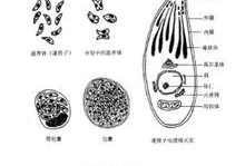 有弓形虫的患者吗，本人怀孕四个月检查弓形虫阳性，怎么办,养狗感染弓形虫几率大吗